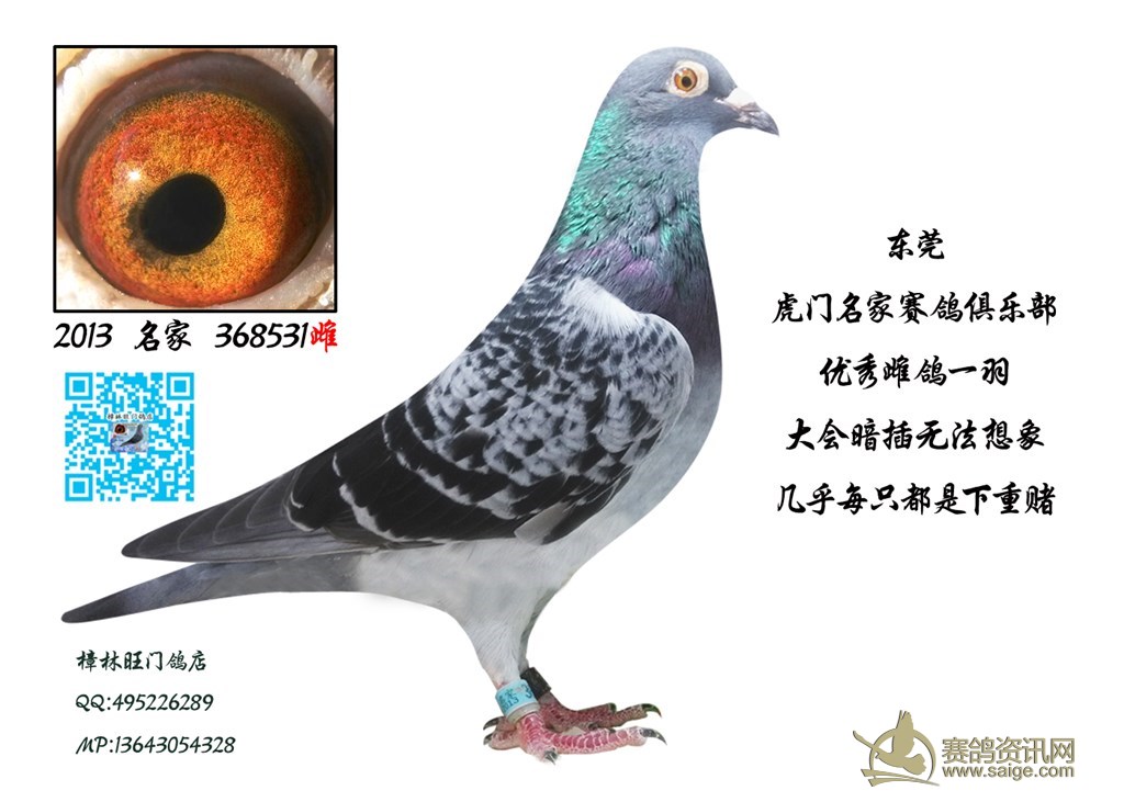 开云官方登录-海底洞穴惊现海鳗奇特新物种(图1) 开云官方登录